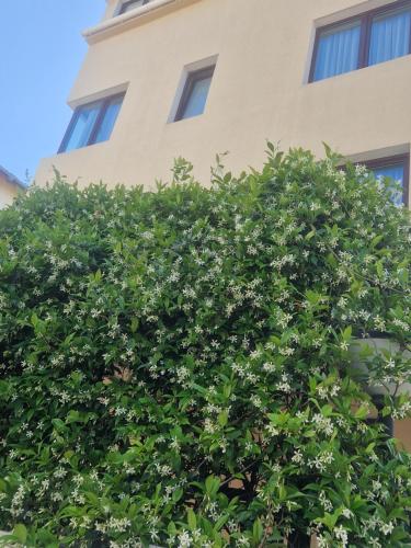 a large green tree in front of a building at Flowers Apartments in Nesebar