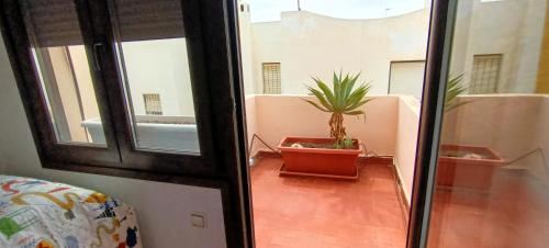 ein Zimmer mit einer Topfpflanze auf einem Balkon in der Unterkunft Bustamante in Roquetas de Mar