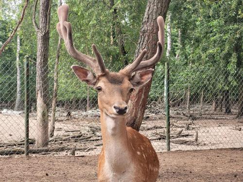 a deer with large antlers standing next to a fence at Malutkie Resort in Radomsko