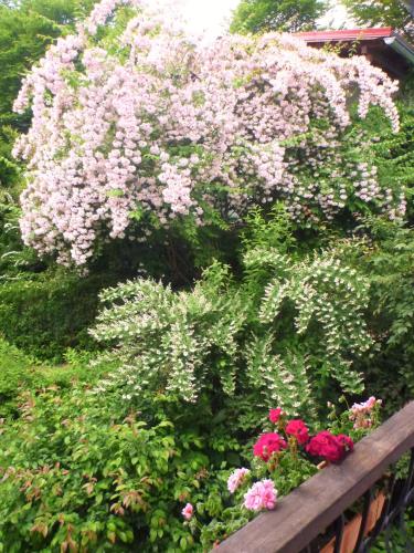 a bush of pink flowers in a garden at Appartements im Park in Krumpendorf am Wörthersee