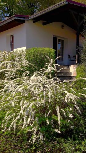 a plant with white flowers in front of a house at Appartements im Park in Krumpendorf am Wörthersee
