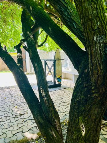 a tree branch with a surfboard in the background at Mich's Surf Villa & Hostel in Weligama