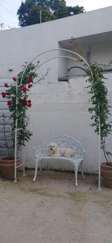 a dog laying on a white bench next to a wall at Dongpirang Private Pension #jungangmarket #petfriendly in Tongyeong