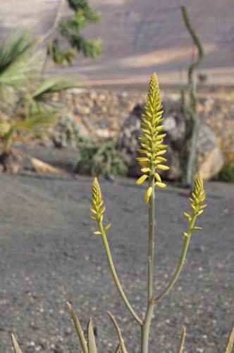 a plant with yellow flowers growing in the street at Aloha Studio in La Oliva
