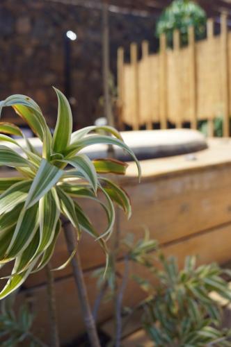 a green plant in front of a wooden bench at Aloha Studio in La Oliva