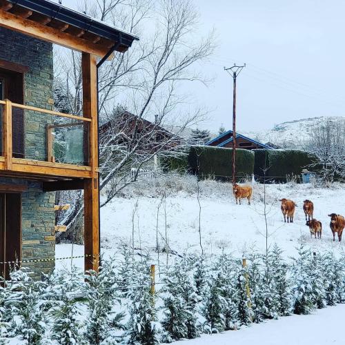 a group of cows standing in a snow covered field at Planta Baja con jardín y piscina junto a Llivia in Estavar