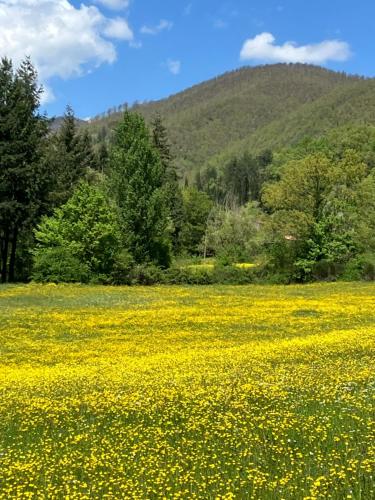 a field of yellow flowers in front of a mountain at Tuscany Nature Relax in Pieve Santo Stefano