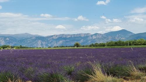 a field of purple flowers with mountains in the background at Le PORT MIOU près calanques de Cassis 2 chambres 6 personnes in Carnoux