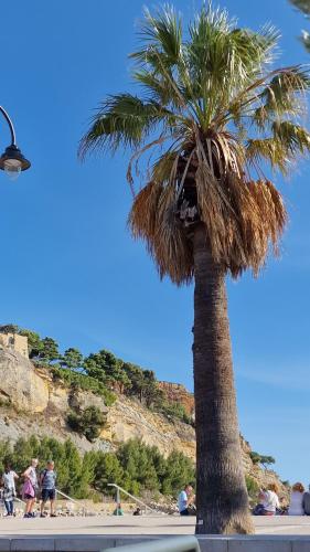 a palm tree on the beach with people walking around at Le PORT MIOU près calanques de Cassis 2 chambres 6 personnes in Carnoux