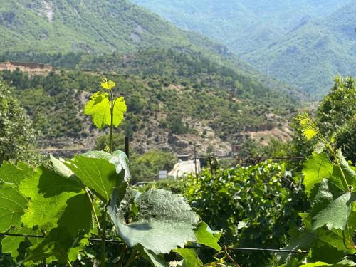 a view of a mountain valley from a vineyard at Guesthouse Camping the peaceful of Koman in Gushtë