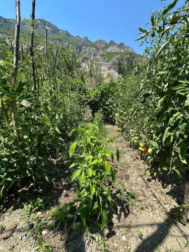 a row of tomato plants with mountains in the background at Guesthouse Camping the peaceful of Koman in Gushtë
