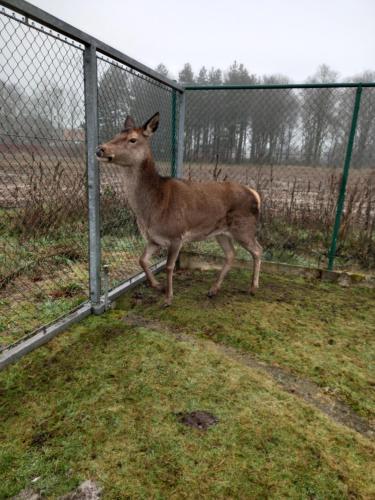 Zvířata v apartmánu nebo okolí