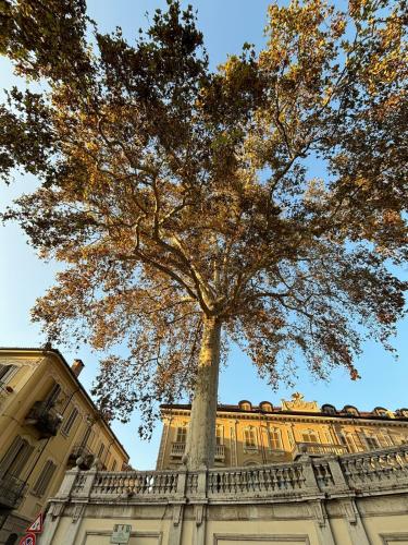 a large tree in front of a building at Attico del Duomo Historic Center & Free Wi-Fi in Asti