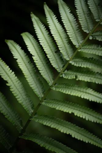 Imagen de la galería de Nysa Forest Sanctuary, en Jatiluwih