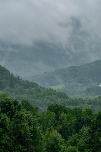 a view of a lush green valley with trees at Perła Beskidu in Ustroń