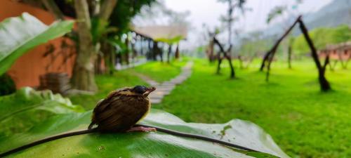 Φωτογραφία από το άλμπουμ του The BanBa Jungle Logde Retreat σε Làng Hoa (2)