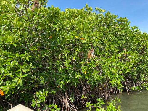 a bush filled with lots of green leaves next to water at Dream Lagoon in Katunayake