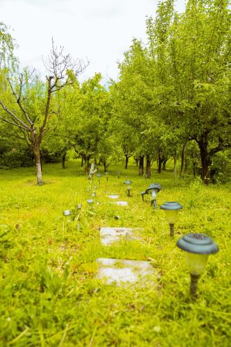 a row of mushrooms in a field with trees at Sunset Hills Chalet in Slănic