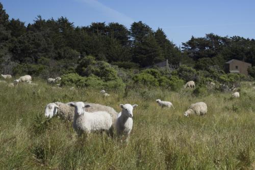 Animales en la casa vacacional o alrededores