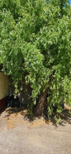 a large green tree sitting next to a building at Home sweet Home in Havelberg