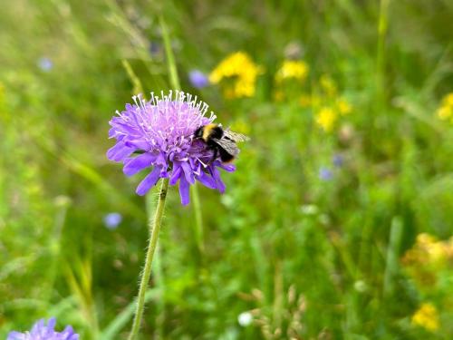 a bee is sitting on a purple flower at Cosy cabin in the heart of Småland in Ör