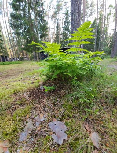 a plant in the grass in a forest at Viitna Puhkekeskus in Viitna