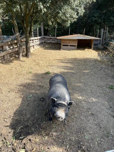 a black pig laying on the ground in a field at La cabane - Nature et Spa in Aurons