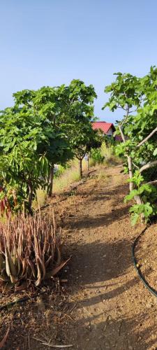 a dirt road with trees on the side of it at Chalet, breathtaking sea view with large jacuzzi in Almuñécar