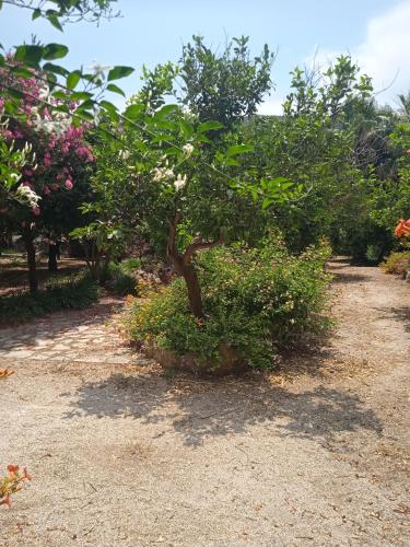 a tree in the middle of a field of flowers at Alegria house with gardens near portoheli in Kranidi