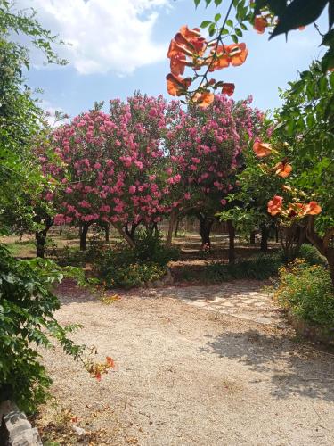 a row of trees with pink flowers in a park at Alegria house with gardens near portoheli in Kranidi