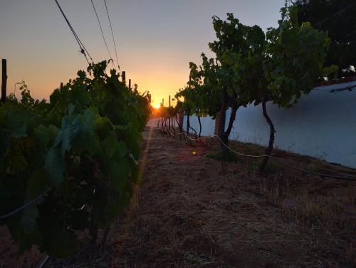 a row of trees in a vineyard at sunset at Quinta Sofia Valle de Guadalupe in Valle de Guadalupe