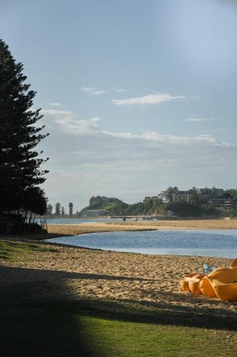 a beach with a tree and a body of water at The Clan Terrigal in Terrigal