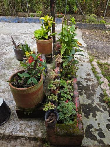 a group of plants in pots on the ground at Finca la Martina in Barbosa