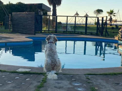 a dog sitting in front of a swimming pool at Hotel Trocadero in Concón