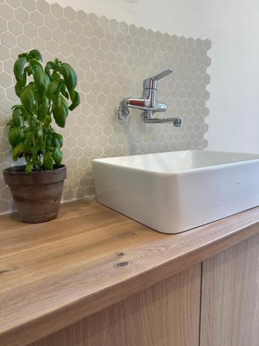 a bathroom sink with a potted plant on a counter at Nid Provençal - cœur de Village in Callas