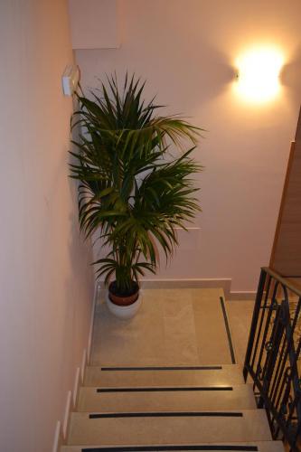 a plant in a pot sitting on top of stairs at Villa La Mulinella in Preturo