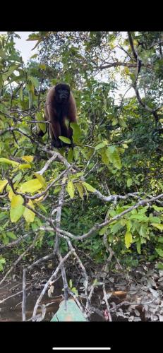a brown bear sitting on a tree branch at Amazon eagle Explore in Nauta