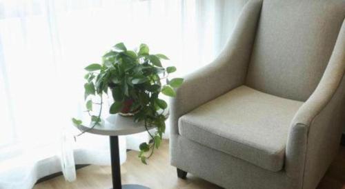a plant sitting on a table next to a chair at GreenTree Inn Anqing Yingbin Dong Road High-Speed Railway Station in Anqing