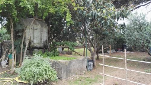 a garden with a tree and a fence at Podere Isabella in San Vincenzo
