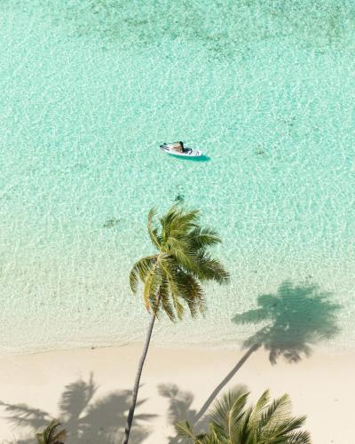 an overhead view of a palm tree and a boat in the water at Kirulhiya Maldives - Omadhoo in Omadhoo