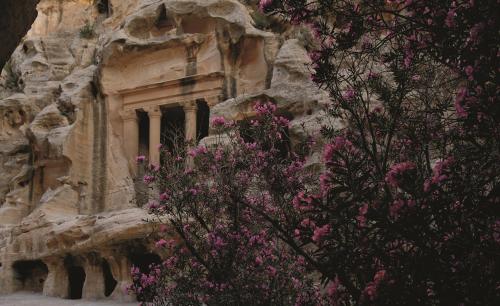 a tree with pink flowers in front of a building at Mövenpick Resort Petra in Wadi Musa