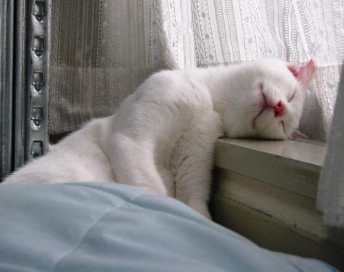 a white cat sleeping on a window sill at Casale San Galgano in Chiusdino
