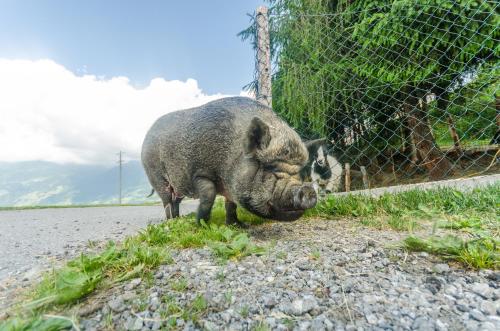 a pig standing in the grass next to a fence at Alpengasthof Enzianhof in Zell am Ziller