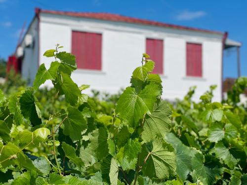 a white house with red windows in a field of grapes at House of Warmth in Bagdatʼi