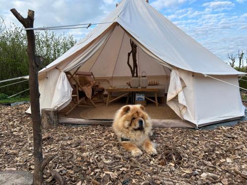 Gallery image of Cozy Garden Glamping in Svendborg