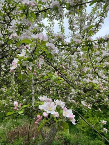a tree with pink and white flowers on it at Holiday Home With Wild Garden Near Tisvilde Beach in Tisvilde