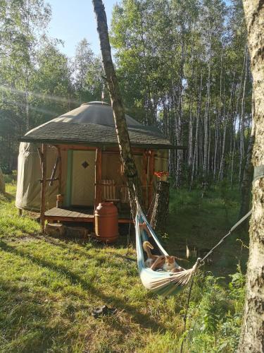 a hammock in front of a gazebo at Biały Las Jurta in Starzyna