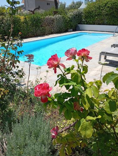 Anemelia & Helios Studio