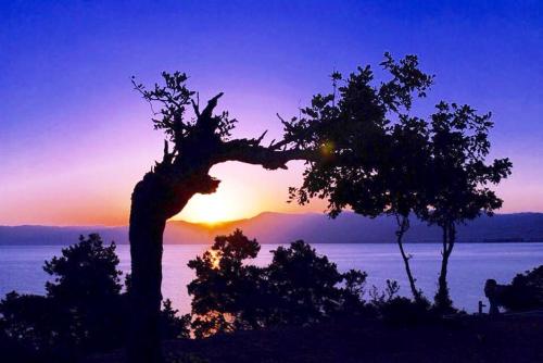 a tree with the sunset in the background at Saint George Hotel in Rodakino