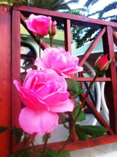 a group of pink roses on a red fence at Saint George Hotel in Rodakino